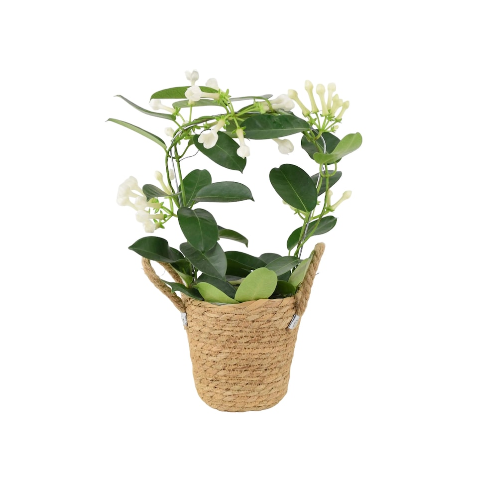 image 1 of Stephanotis Jasmine Hoop  Fragrant Indoor Flowering Plant in 12cm White Ceramic Pot