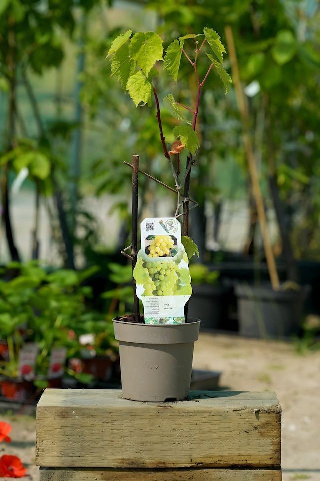 image 1 of Grape Vine 'Aurore' - Hardy Outdoor White Dessert Variety
