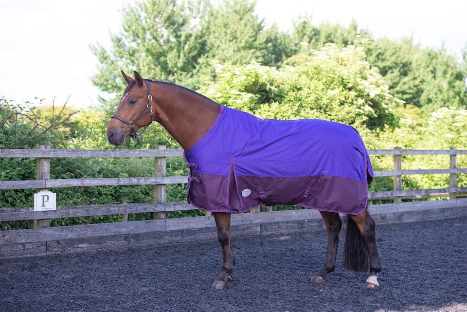 image 1 of eQuitack 600D Waterproof Horse Turnout Rug 100g Fill Standard Neck Purple/Plum 6'6''