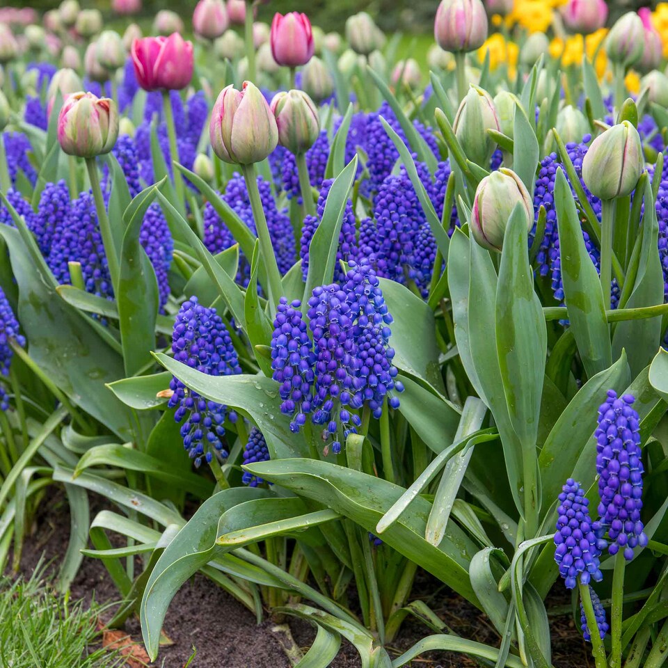 image 1 of Marshalls Garden Grape Hyacinth (Muscari) 50 Bulbs