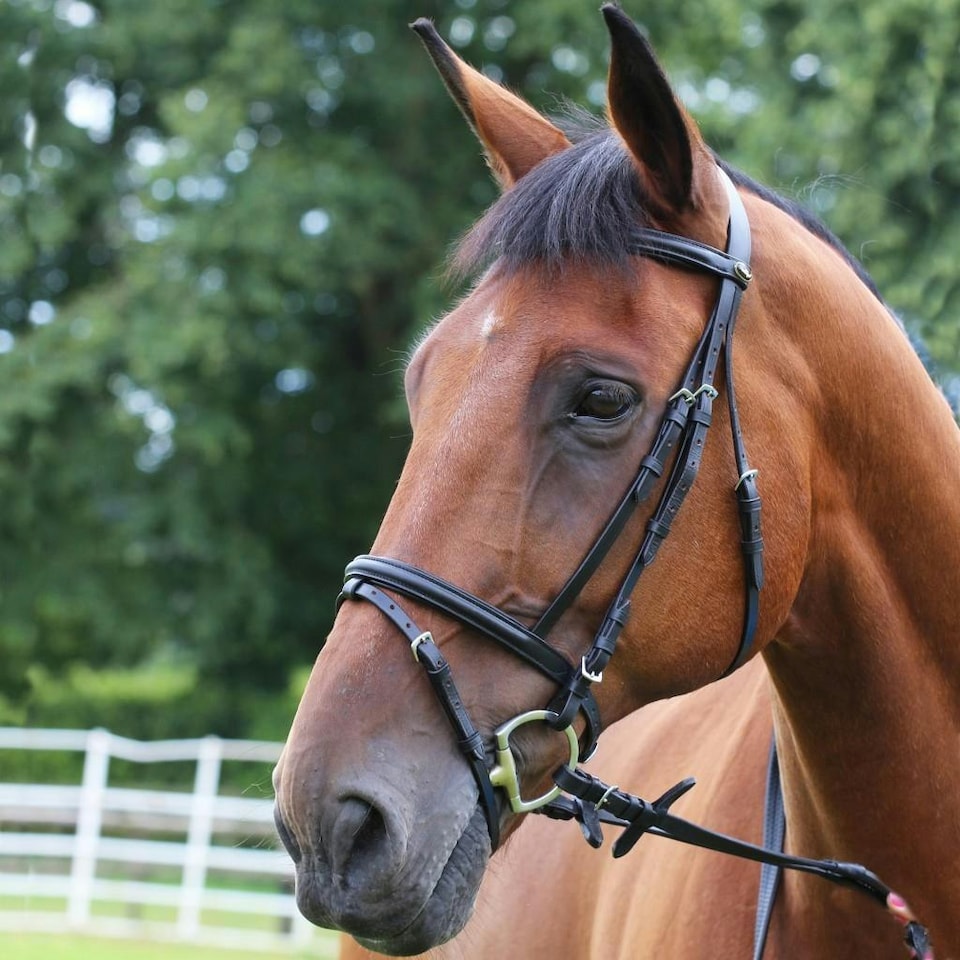 image 1 of Gallop Equestrian Padded Bridle + Rubber Reins Brown | Size: Pony
Colour: Brown