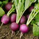 image 2 of Radish Amethyst - Vibrant Purple Crisp Mild Easy Grow Vegetable Seed Packet