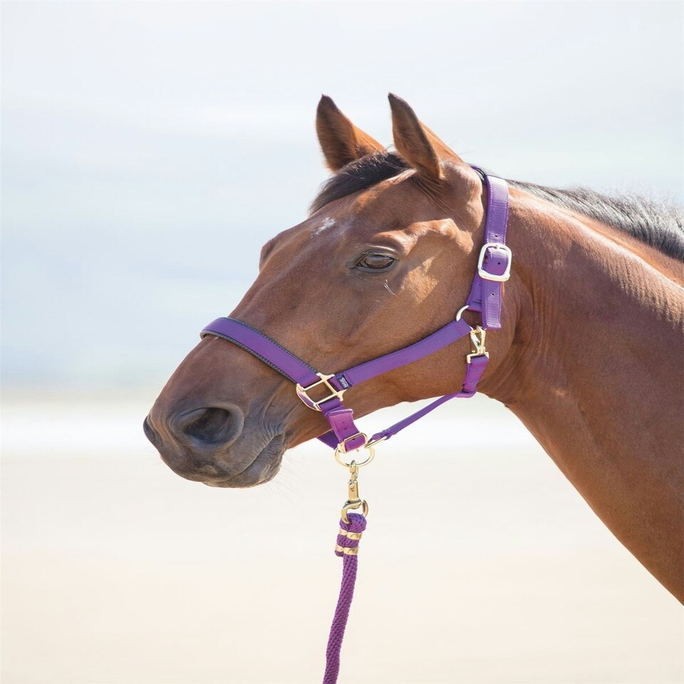 image 1 of Shires Topaz Nylon Headcollar | Black | Pony