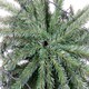 image 8 of 6ft Pre-Lit Green Pencil Tree Green | 6ft