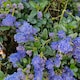 image 2 of Carbeth Plants 1 x Ceanothus Puget Blue Shrub in 9cm Pot - Evergreen Blue Flowering Shrub - Hardy, Garden Ready Outdoor Plant for Borders & Walls