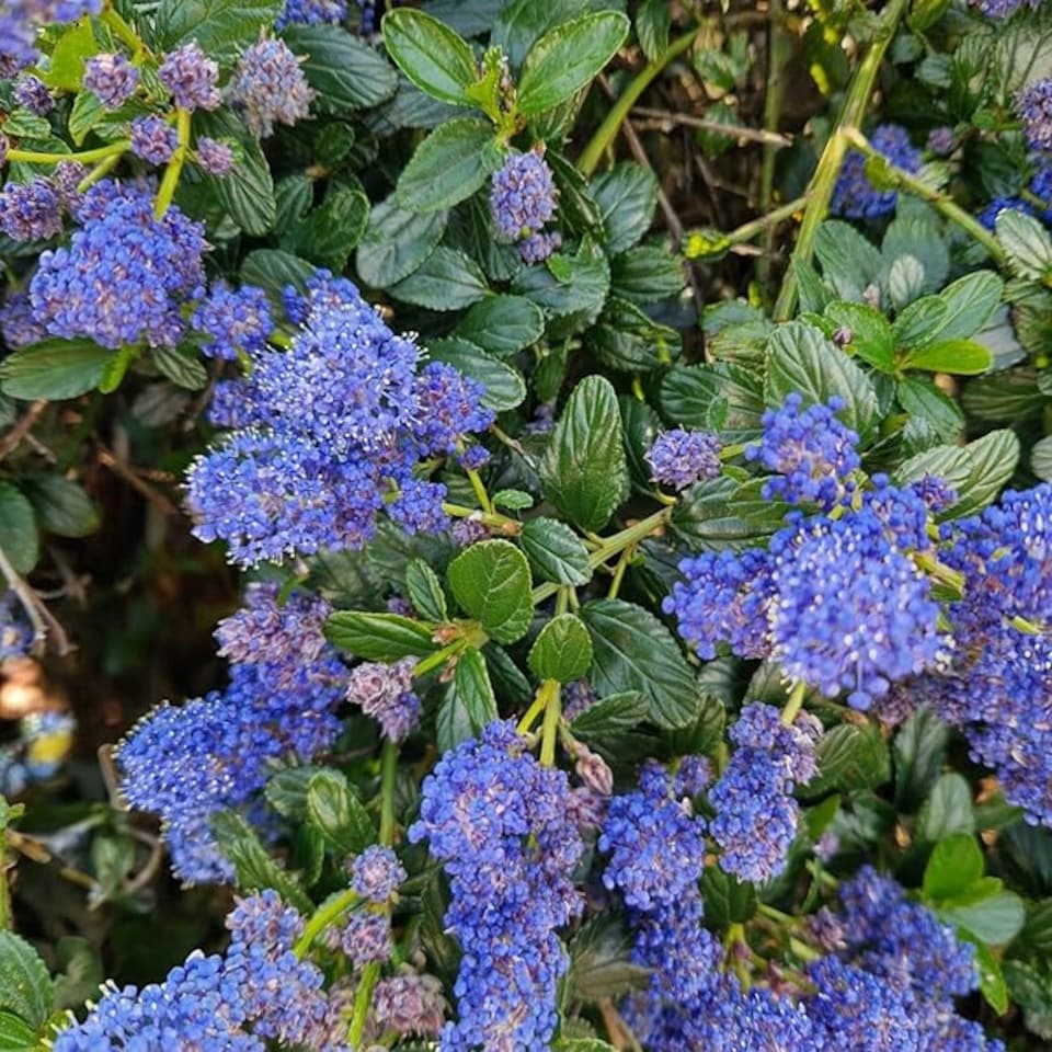 image 1 of Carbeth Plants 1 x Ceanothus Puget Blue Shrub in 9cm Pot - Evergreen Blue Flowering Shrub - Hardy, Garden Ready Outdoor Plant for Borders & Walls