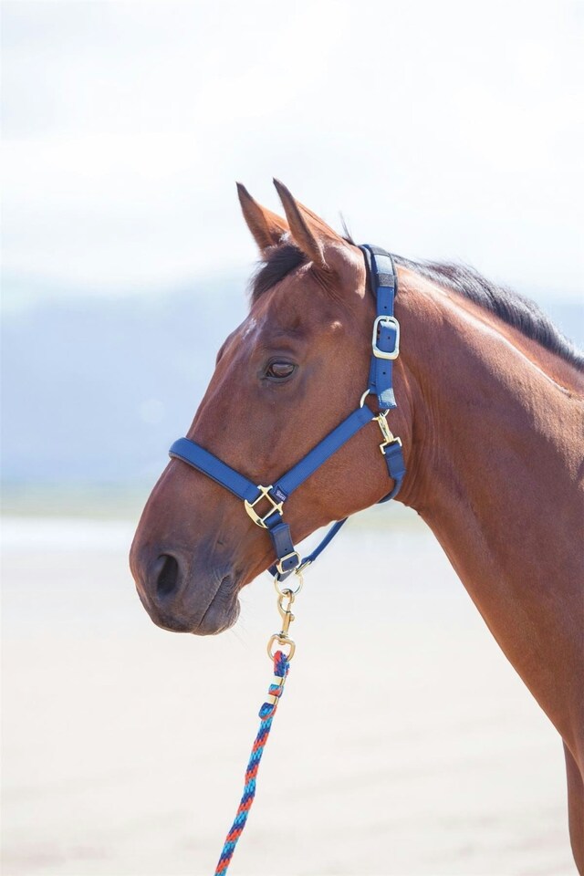 image 1 of Shires Topaz Nylon Headcollar | Red | Pony