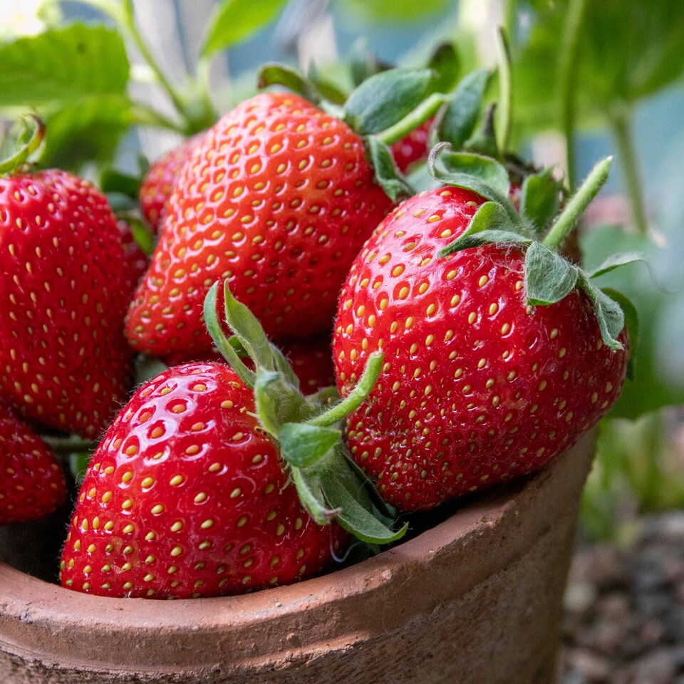 image 1 of Marshalls Garden Strawberry 'Symphony' (Late-Season, High-Yielding)10 bare root