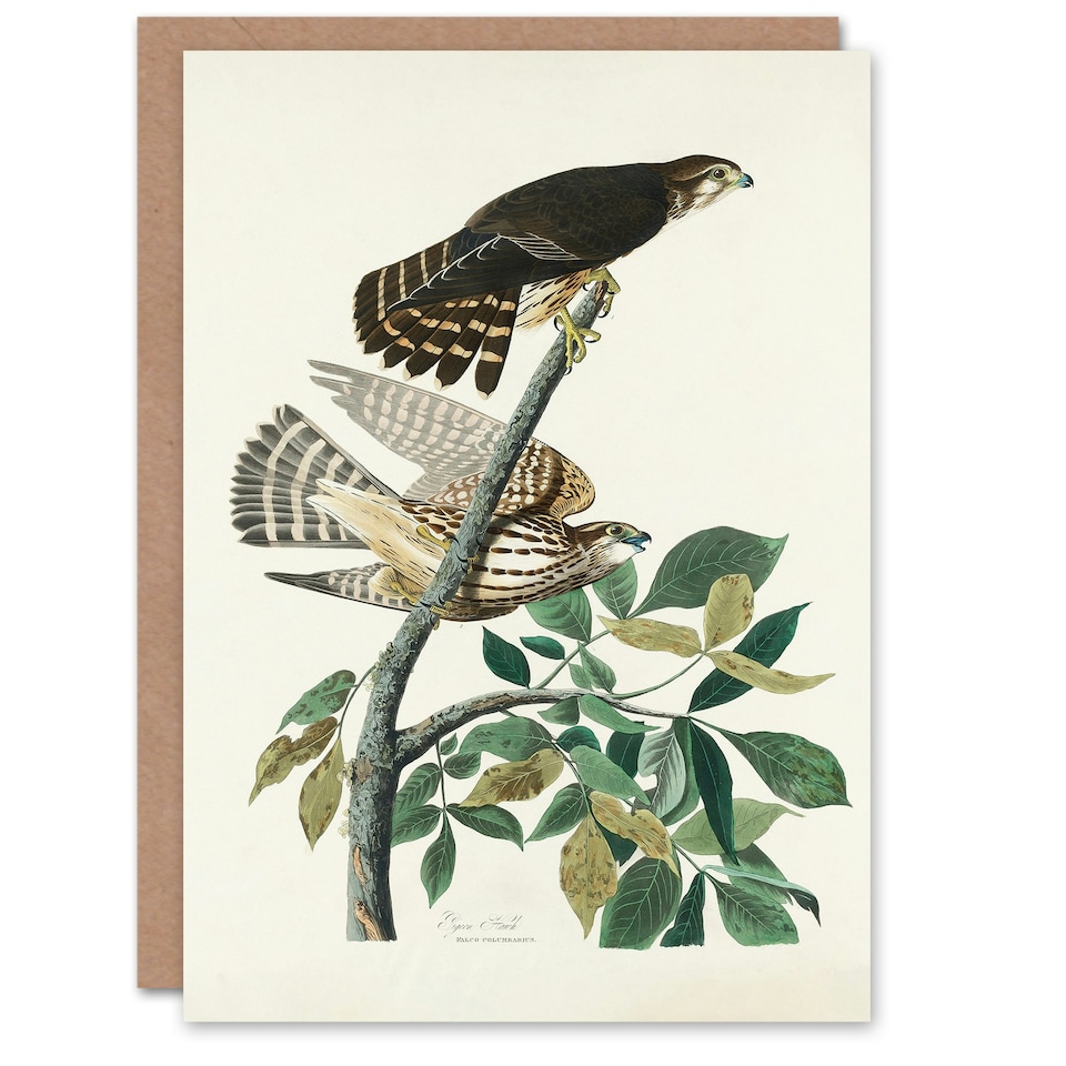 image 1 of John James Audubon Art Card Birds of America Pigeon Hawk