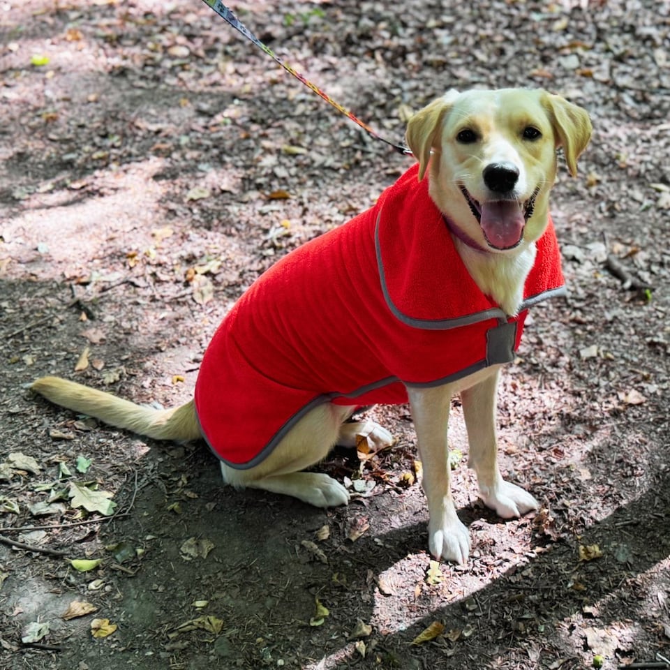 image 1 of Henry Wag X-Large Red Dog Drying Coat