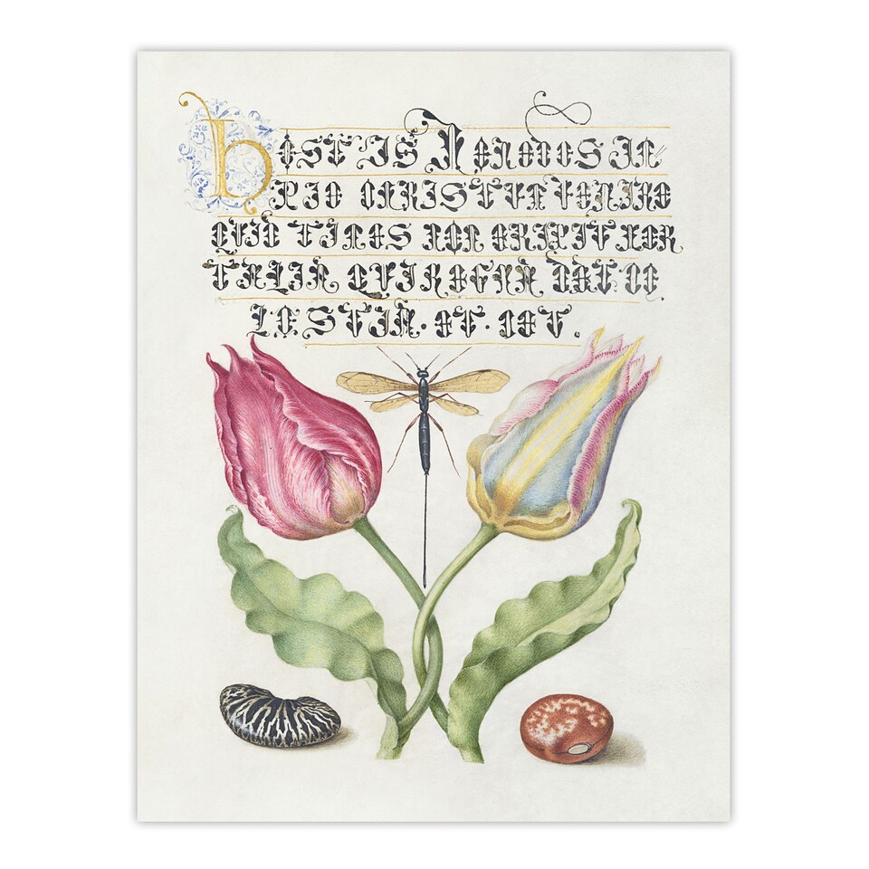 image 1 of Tulip Ichneumon Wasp and Beans Calligraphy Huge Wall Art Poster Print 24X32"