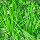image 3 of Primrose Artificial Mixed Plants Green Garden Wall Hedge Panel 1m x 1m Set of 16