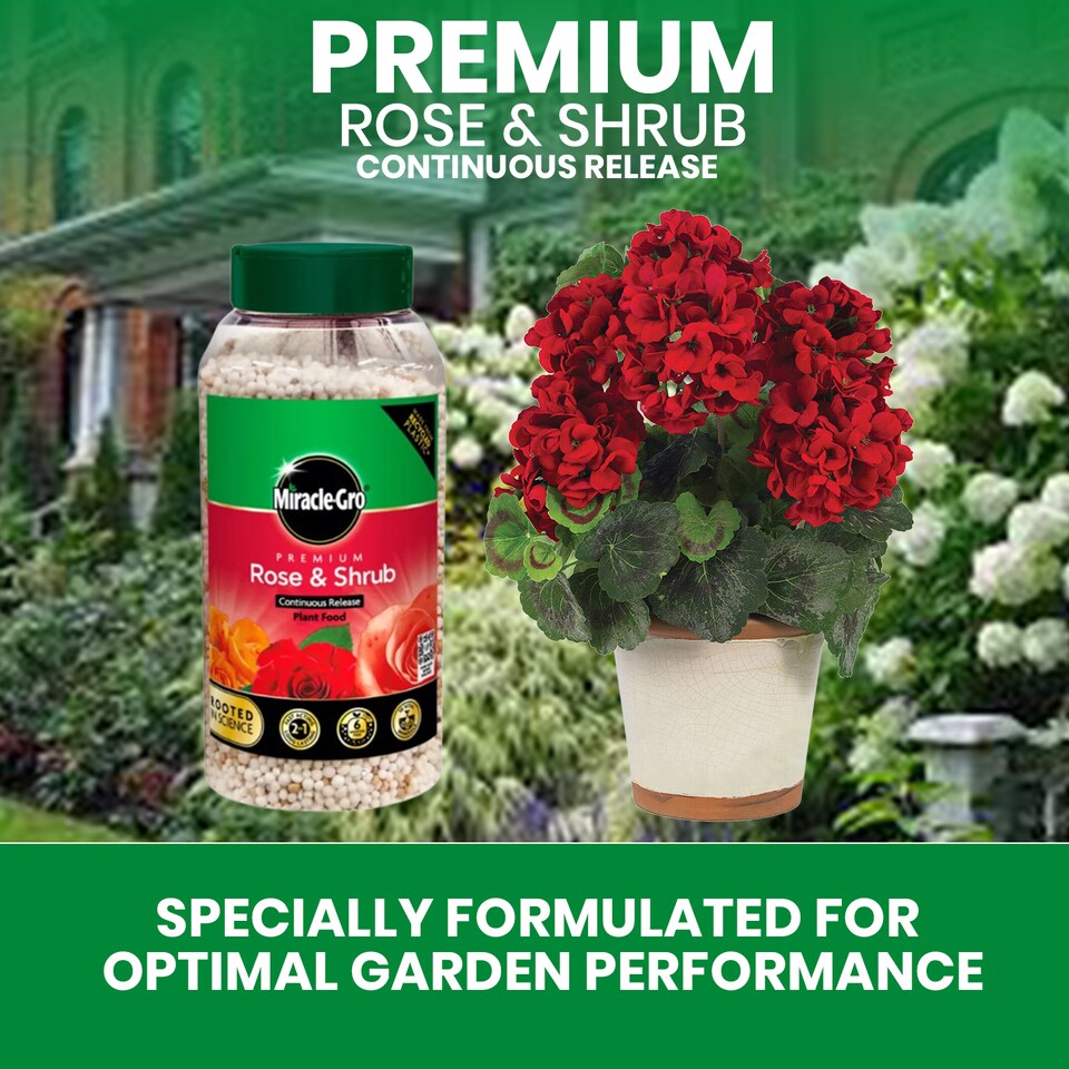 image 1 of Miracle-Gro Rose and Shrub Plant Food Granules 900g Slow Release Feed for Strong Healthy Flowering Plants 6 Month Feed