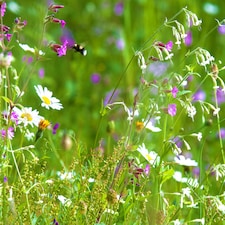 Pegdev 1kg Woodland & Heavy Shade Wild Flower Grass Mix Seed for Meadow Gardens