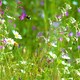 image 1 of Pegdev 1kg Woodland & Heavy Shade Wild Flower Grass Mix Seed for Meadow Gardens