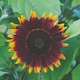 image 1 of Sunflower Shock-O-LAT F1 Chocolate-Bronze Blooms Golden Edges Cut Flower Bee-Friendly Easy Grow 1 Seed Packet