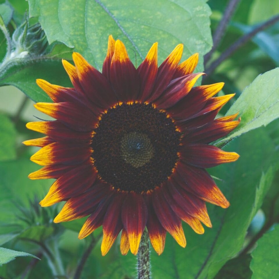 image 1 of Sunflower Shock-O-LAT F1 Chocolate-Bronze Blooms Golden Edges Cut Flower Bee-Friendly Easy Grow 1 Seed Packet