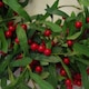 image 3 of 60cm (24 inches) Large Luxury Christmas Mistletoe Leaf and Red Berry Floristry Wreath