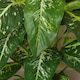 image 4 of 100cm Large Fox's Aglaonema (Spotted Evergreen) Tree Artificial Plant with Copper Metal Planter