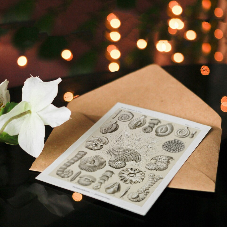 image 1 of Ernst Haeckel Art Card Talamophora Vintage Marine Life Illustration