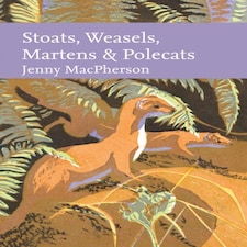 Stoat Weasel Marten & Polecats