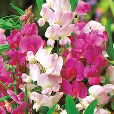 Carbeth Plants Lathyrus Latifolius Mixed 3 x 9cm Pot - Perennial Sweet Pea Plants - Climbing Hardy Perennial