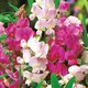 image 1 of Carbeth Plants Lathyrus Latifolius Mixed 3 x 9cm Pot - Perennial Sweet Pea Plants - Climbing Hardy Perennial