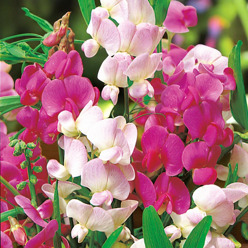 image 1 of Carbeth Plants Lathyrus Latifolius Mixed 3 x 9cm Pot - Perennial Sweet Pea Plants - Climbing Hardy Perennial