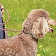 image 2 of Weatherbeeta Rope Leather Slip Dog Lead - Burgundy/Brown - 1.2m