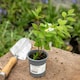 image 5 of Marshalls Garden Philadelphus Virginal Fragrant White Double Flowering Shrub 9cm