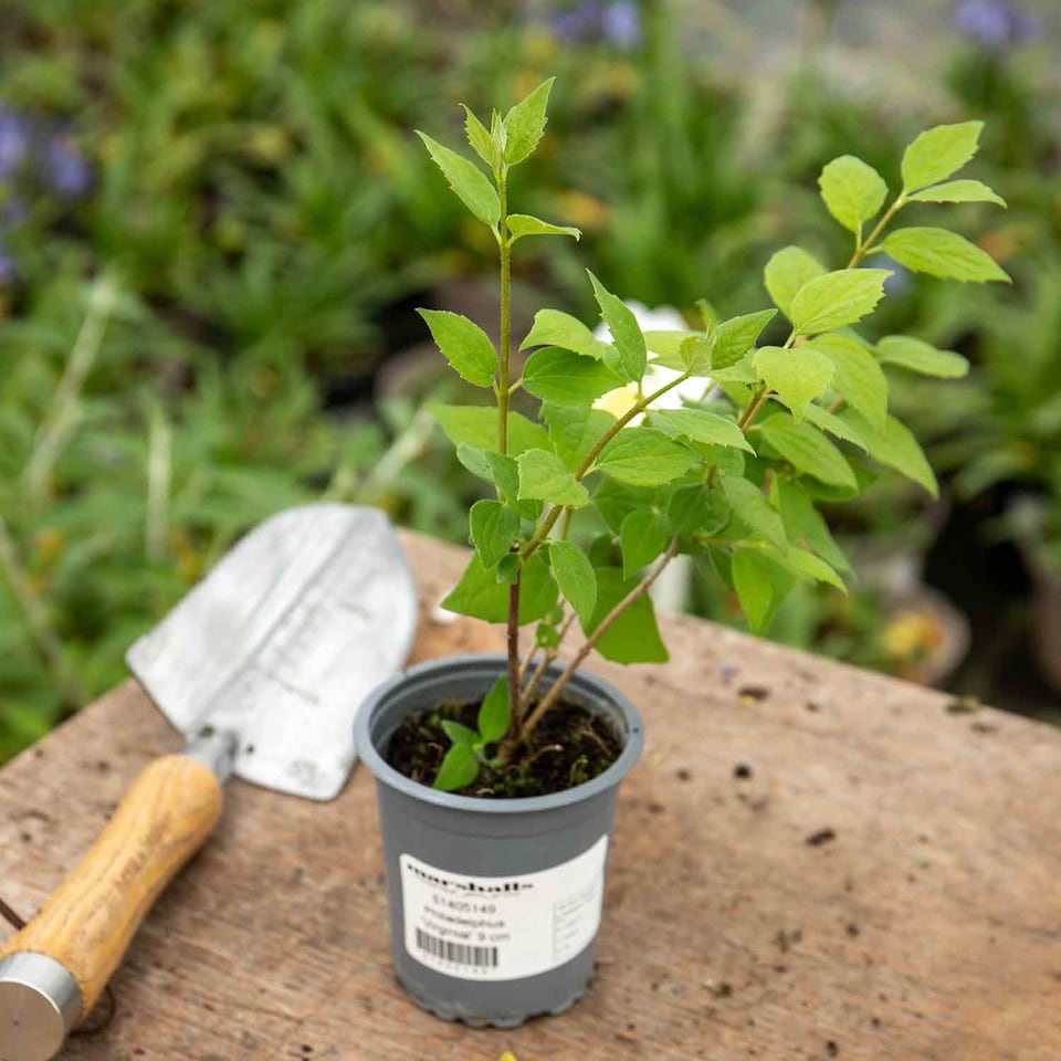 image 1 of Marshalls Garden Philadelphus Virginal Fragrant White Double Flowering Shrub 9cm
