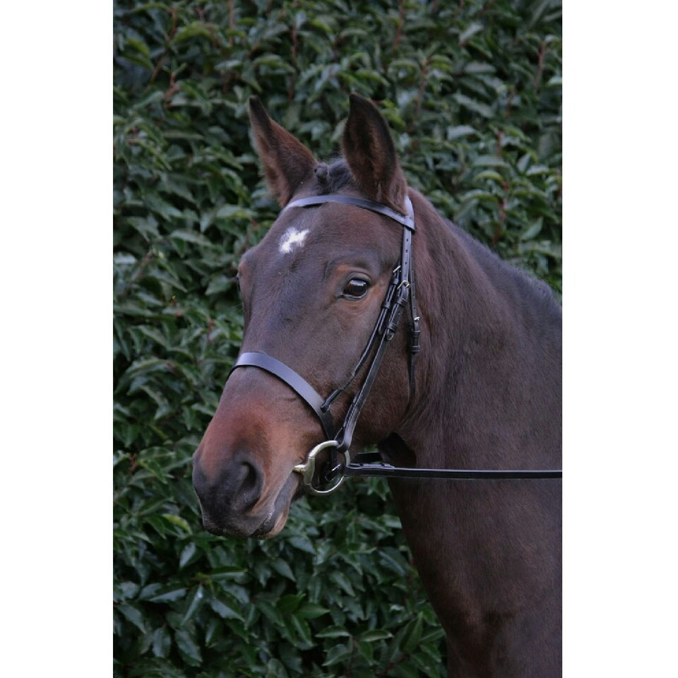 image 1 of Hy Hunter Leather Bridle with Rubber Grip Reins - Black - Pony