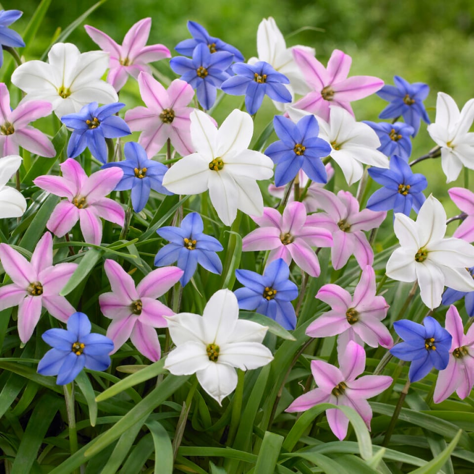 image 1 of YouGarden 300 Spring Flowering Bulb Mixed Pack, 300 Bulbs, 7 Varieties, Bulk Buy Collection, Ready for Autumn Planting