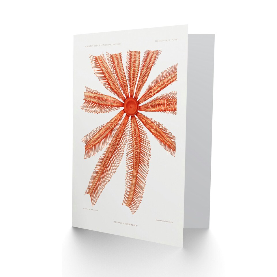 image 1 of Vintage Marine Life Art Card Brisingida Starfish Illustration
