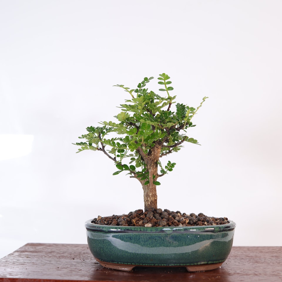 image 1 of Yorkshire Bonsai Chinese Pepper (Zanthoxylum Pipertum) Bonsai Tree Broom In 16cm Pot