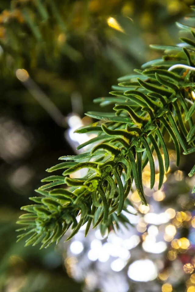 image 1 of Christmas Tree World 14ft Woodland Pine Tree