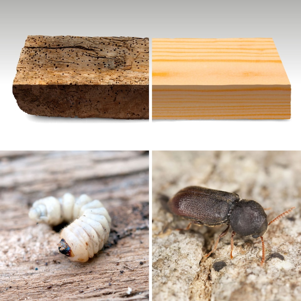 image 1 of Roxil Wood Preserver (5L Clear) Odourless, Advanced Treatment Against Dry Rot, Wet Rot, Fungal Attack and Woodworm Infestation