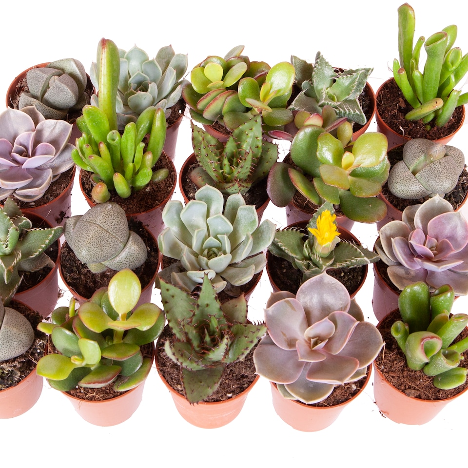 image 1 of Indoor Succulents Plant Mix 6 x 5.5cm plants - House Plants for Homes & Offices - Indoor Plants Real in Pots