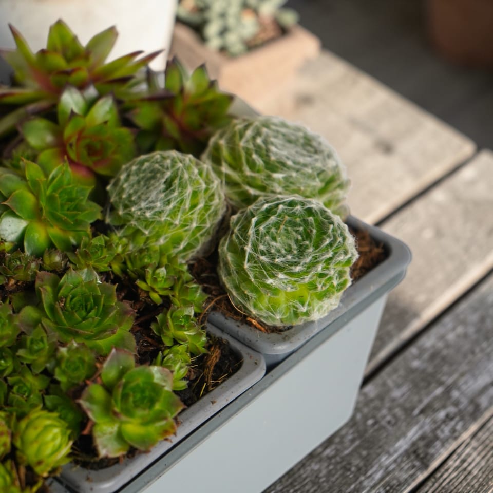 image 1 of Carbeth Plants Sempervivum in 7cm Pots - 6 Pack - Hardy Mixed Houseleeks - Low Maintenance Succulent - Rockery & Outdoor Patio Plants