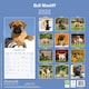 image 2 of Bull Mastiff 2026 Calendar | Square Wall Calendar | Dog Breed Gift | Plastic Free Packaging | by Avonside Publishing
