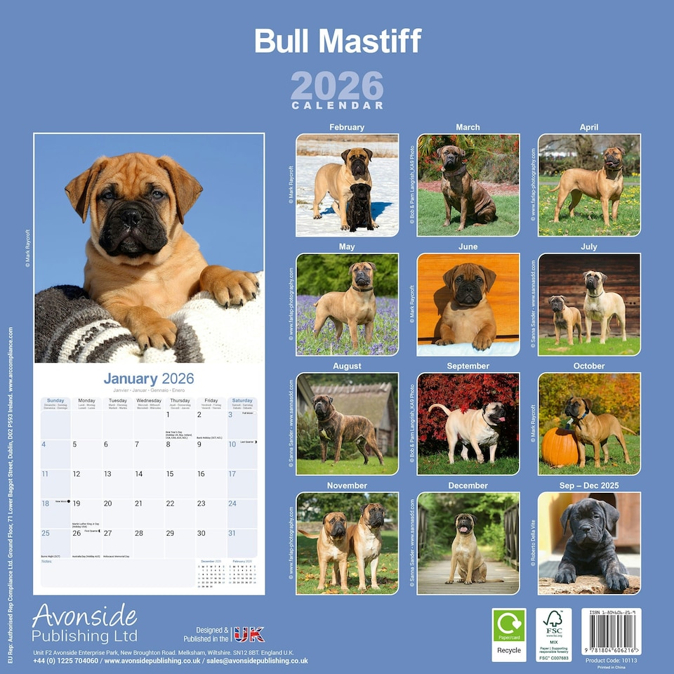 image 1 of Bull Mastiff 2026 Calendar | Square Wall Calendar | Dog Breed Gift | Plastic Free Packaging | by Avonside Publishing