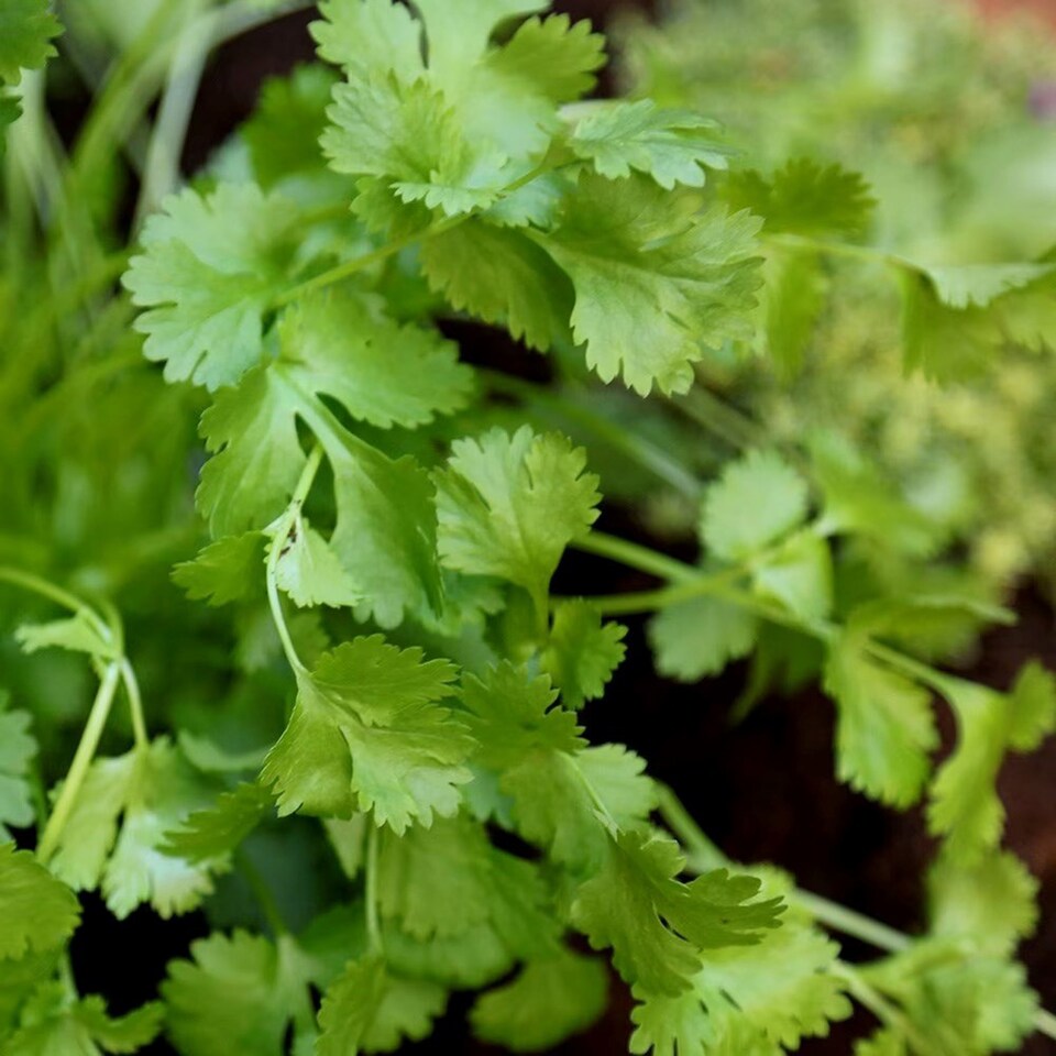 Set of 3 Coriander Herb Plant Coriandrum Sativum 9cm Pot | Green | Green | 9cm Pot | 3