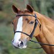 image 2 of Shires Aviemore Raised Cavesson Bridle Black | Black | Size: Full
Colour: Black