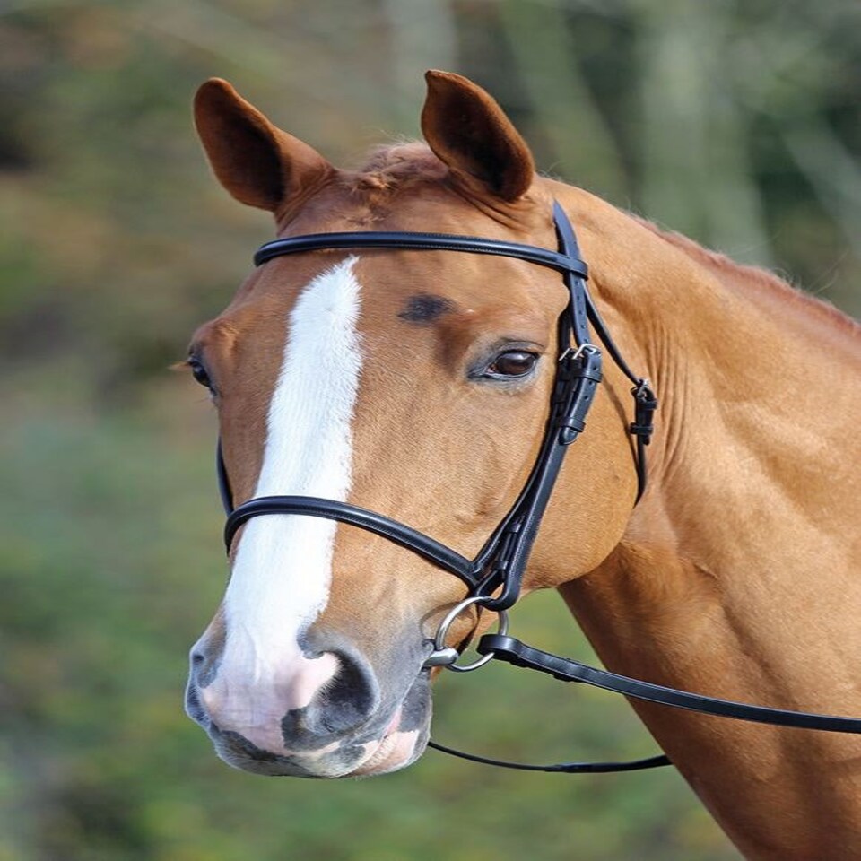 image 1 of Shires Aviemore Raised Cavesson Bridle Black | Black | Size: Full
Colour: Black
