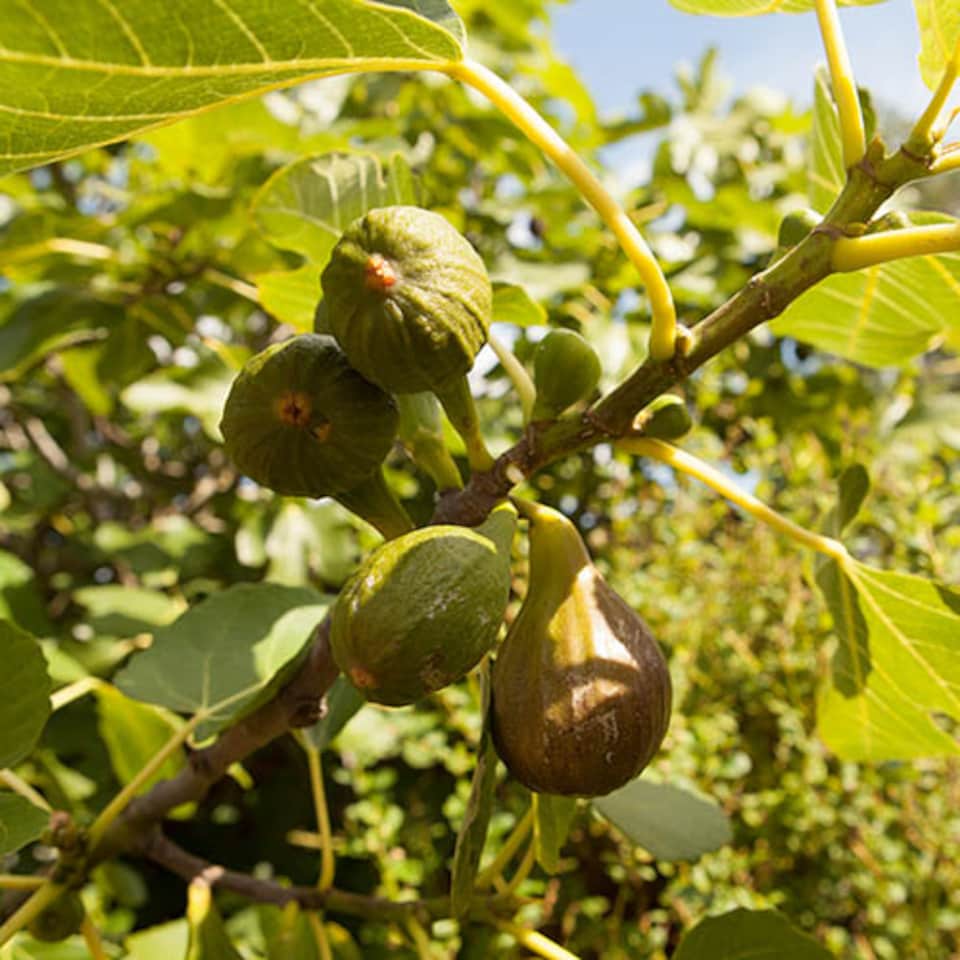 image 1 of Fig Tree 'Brown Turkey' in a 9cm pot - Hardy Fruit Plant for Gardens - Potted Garden Ready Fig Tree