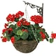 image 1 of Primrose Artificial Geranium Flowers Rattan Hanging Basket in Red 30cm