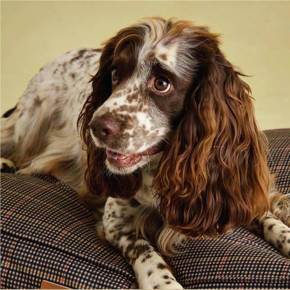 image 1 of Rosewood Joules Henson Check Dog Mattress Bed | Multi | L | 1