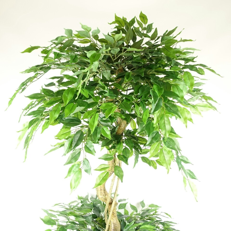 image 1 of 180cm Artificial Twisted Trunk Fruticosa Ficus Tree Triple Ball Topiary 1984 Leaves Gold Metal Planter
