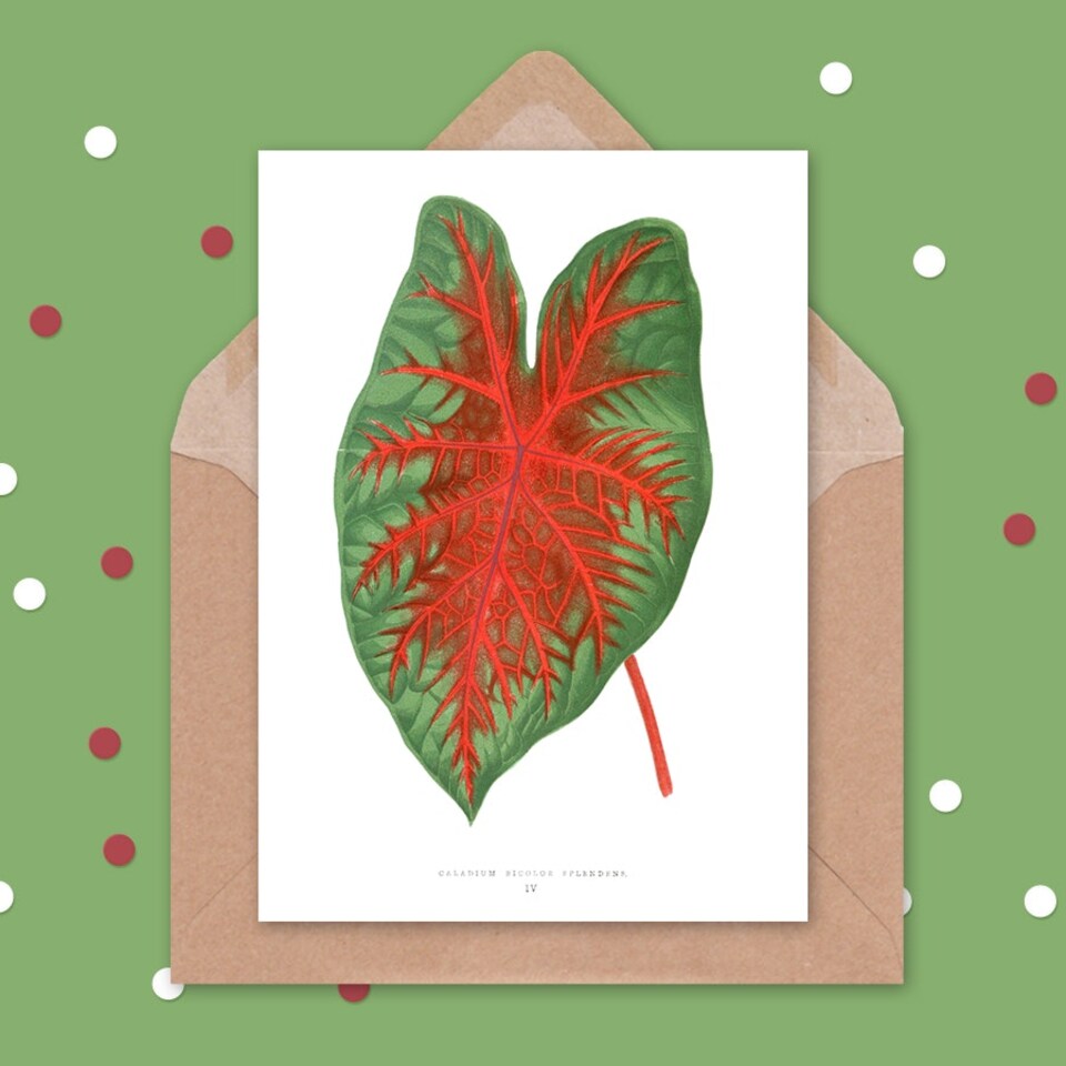 image 1 of Leaf Caladium Bicolor Spendens Art Blank Just to Say Card