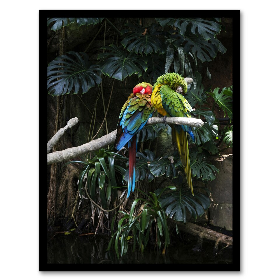 image 1 of Carol M Highsmith Colourful Sleeping Parrots Photo Framed Wall Art Print A3